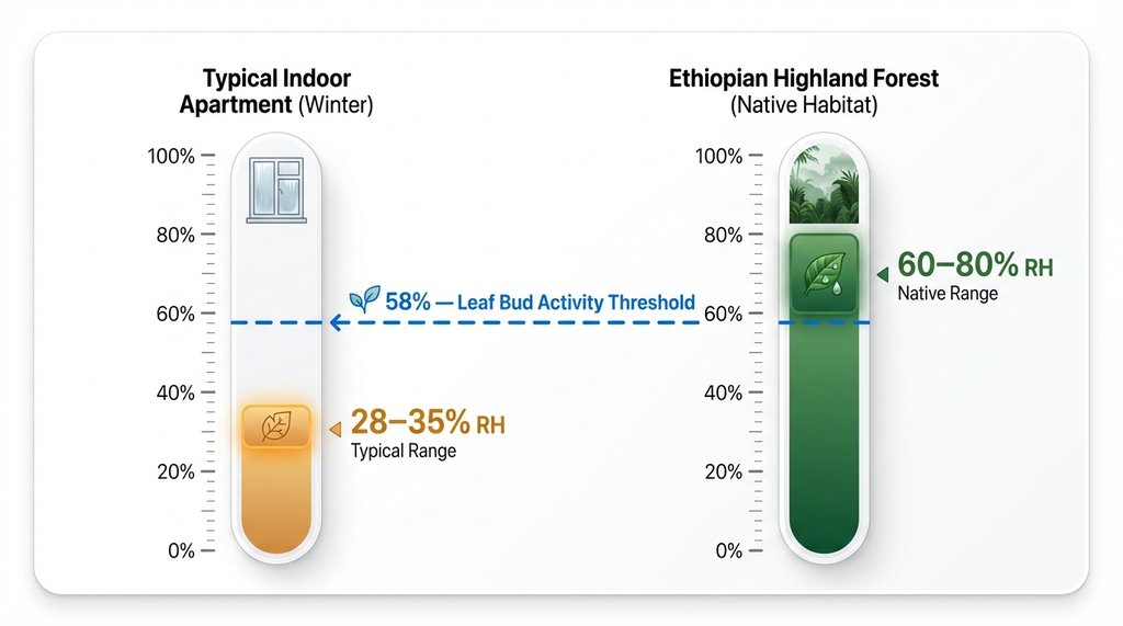 Infographic comparing humidity levels for indoor apartment versus Ethiopian highland forest